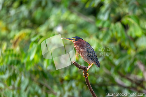 Image of Little blue heron, Egretta caerulea, Refugio de Vida Silvestre Cano Negro, Wildlife and bird watching in Costa Rica.