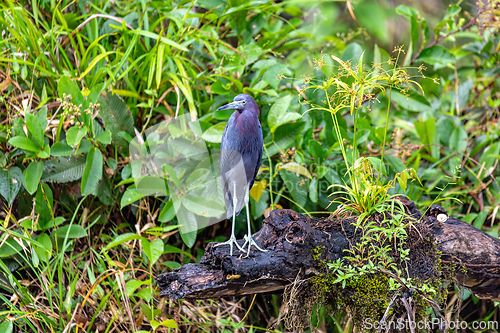 Image of Little blue heron, Egretta caerulea, Refugio de Vida Silvestre Cano Negro, Wildlife and bird watching in Costa Rica.