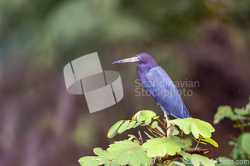 Image of Little blue heron, Egretta caerulea, Refugio de Vida Silvestre Cano Negro, Wildlife and bird watching in Costa Rica.