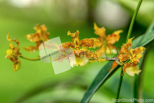 Image of Oncidium lineoligerum, orchid. Refugio de Vida Silvestre Cano Negro, Wildlife and bird watching in Costa Rica.