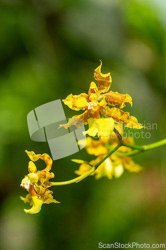 Image of Oncidium lineoligerum, orchid. Refugio de Vida Silvestre Cano Negro, Wildlife and bird watching in Costa Rica.