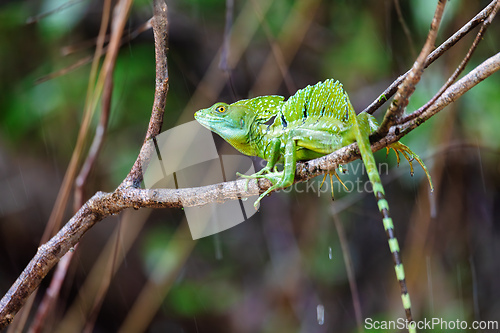 Image of Plumed green basilisk (Basiliscus plumifrons) Cano Negro, Costa Rica wildlife