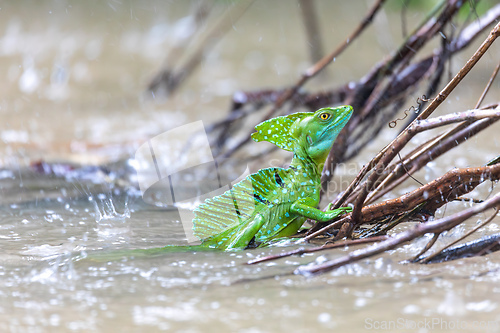 Image of Plumed green basilisk (Basiliscus plumifrons) Cano Negro, Costa Rica wildlife