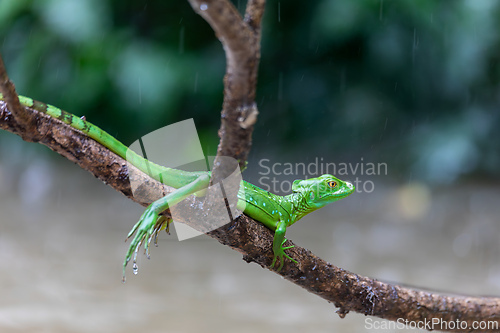 Image of Plumed green basilisk female, Basiliscus plumifrons, Cano Negro, Costa Rica wildlife