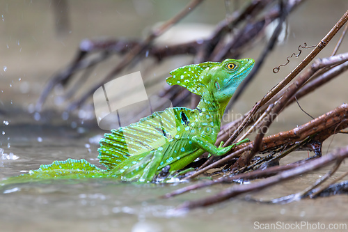 Image of Plumed green basilisk (Basiliscus plumifrons) Cano Negro, Costa Rica wildlife