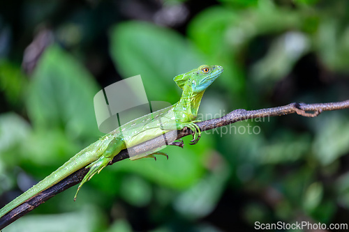 Image of Plumed green basilisk female, Basiliscus plumifrons, Cano Negro, Costa Rica wildlife