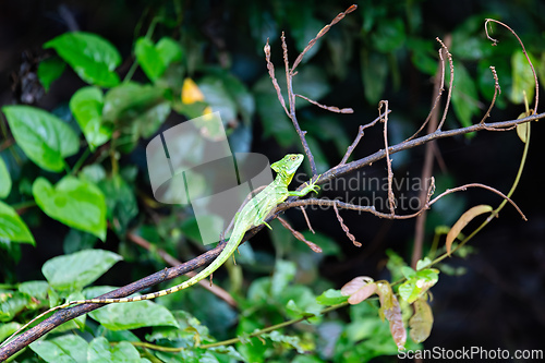 Image of Plumed green basilisk female, Basiliscus plumifrons, Cano Negro, Costa Rica wildlife