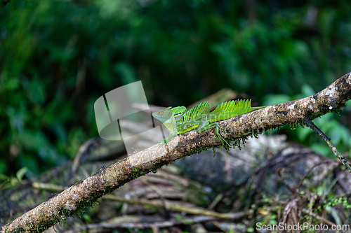 Image of Plumed green basilisk (Basiliscus plumifrons) Cano Negro, Costa Rica wildlife