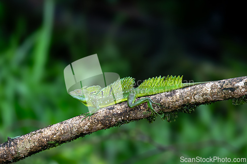 Image of Plumed green basilisk (Basiliscus plumifrons) Cano Negro, Costa Rica wildlife