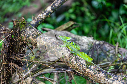 Image of Plumed green basilisk (Basiliscus plumifrons) Cano Negro, Costa Rica wildlife