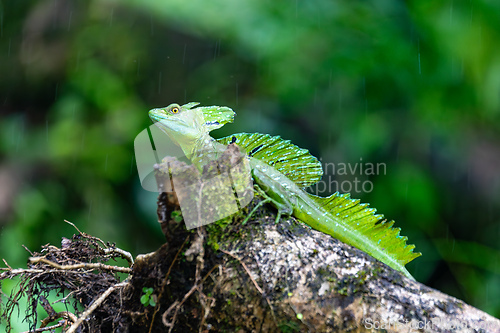 Image of Plumed green basilisk (Basiliscus plumifrons) Cano Negro, Costa Rica wildlife