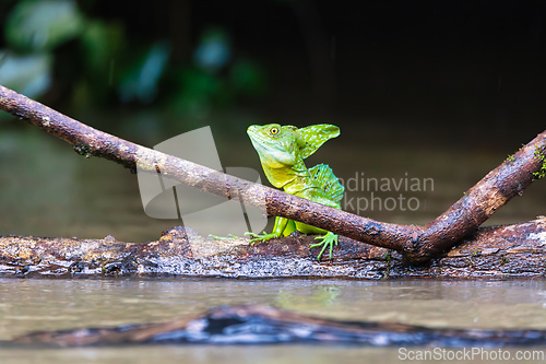 Image of Plumed green basilisk (Basiliscus plumifrons) Cano Negro, Costa Rica wildlife