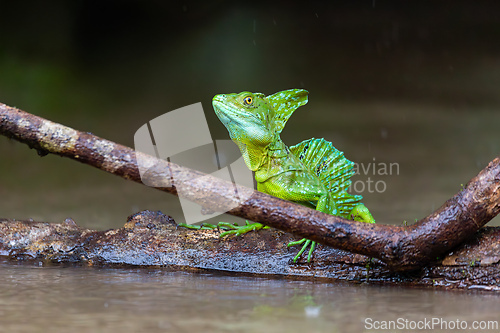 Image of Plumed green basilisk (Basiliscus plumifrons) Cano Negro, Costa Rica wildlife