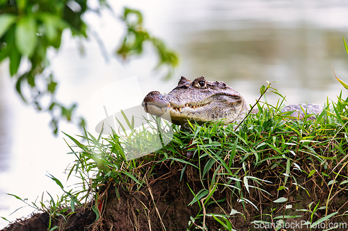 Image of Spectacled caiman, Caiman crocodilus Cano Negro, Costa Rica.