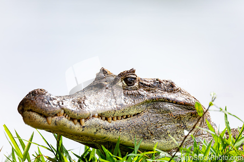 Image of Spectacled caiman, Caiman crocodilus Cano Negro, Costa Rica.