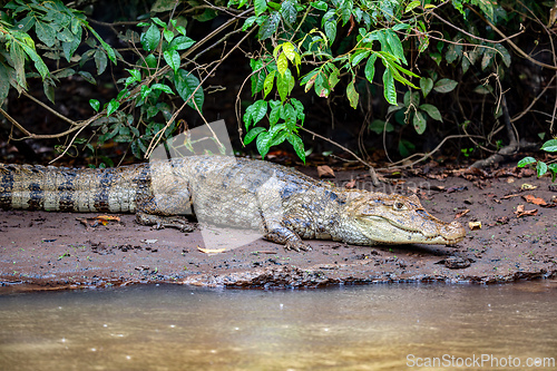 Image of Spectacled caiman, Caiman crocodilus Cano Negro, Costa Rica.
