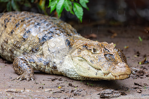 Image of Spectacled caiman, Caiman crocodilus Cano Negro, Costa Rica.