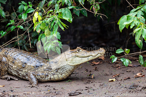 Image of Spectacled caiman, Caiman crocodilus Cano Negro, Costa Rica.