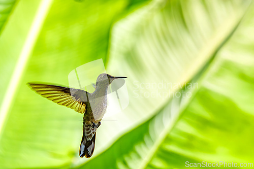 Image of Rufous-tailed hummingbird - Amazilia tzacatl. Refugio de Vida Silvestre Cano Negro, Wildlife and bird watching in Costa Rica.