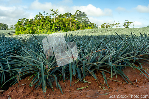 Image of Vast pineapple plantation in Alajuela, Costa Rica, with rows of unripe pineapples growing in rich red soil.