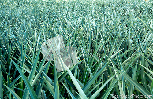 Image of Vast pineapple plantation in Alajuela, Costa Rica.