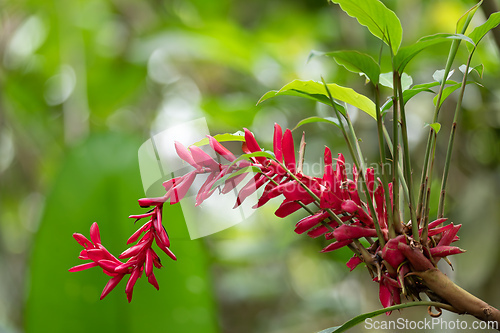 Image of Alpinia purpurata will grow in rainforest of Costa Rica