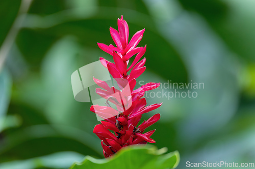 Image of Alpinia purpurata will grow in rainforest of Costa Rica