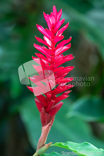 Image of Alpinia purpurata will grow in rainforest of Costa Rica