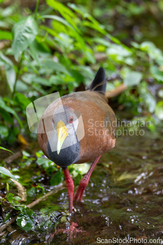 Image of Grey-cowled wood rail or grey-necked wood rail (Aramides cajaneus). La Fortuna, Wildlife and birdwatching in Costa Rica.