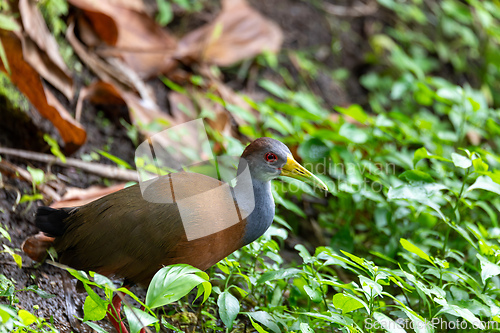 Image of Grey-cowled wood rail or grey-necked wood rail (Aramides cajaneus). La Fortuna, Wildlife and birdwatching in Costa Rica.