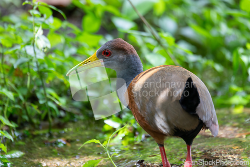 Image of Grey-cowled wood rail or grey-necked wood rail (Aramides cajaneus). La Fortuna, Wildlife and birdwatching in Costa Rica.