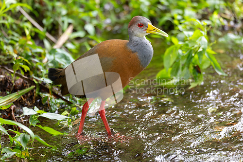 Image of Grey-cowled wood rail or grey-necked wood rail (Aramides cajaneus). La Fortuna, Wildlife and birdwatching in Costa Rica.