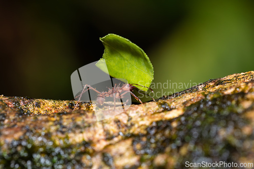 Image of Leafcutter ant (Atta cephalotes), Costa Rica wildlife