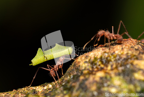 Image of Leafcutter ant (Atta cephalotes), Costa Rica wildlife