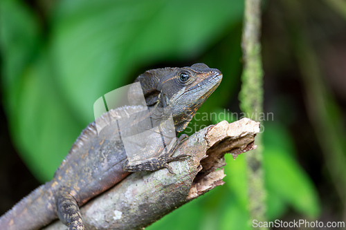 Image of The common basilisk, Basiliscus basiliscus. La Fortuna Alajuela - Arenal, Costa Rica wildlife.
