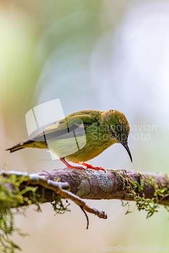 Image of Red-legged honeycreeper female, La Fortuna, Volcano Arenal, Costa Rica Wildlife