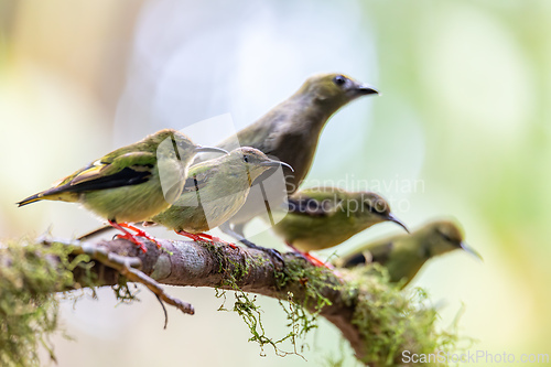 Image of Red-legged honeycreeper female, La Fortuna, Volcano Arenal, Costa Rica Wildlife