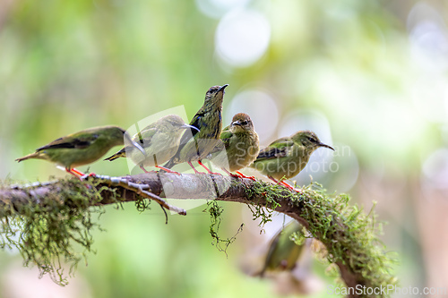 Image of Red-legged honeycreeper female, La Fortuna, Volcano Arenal, Costa Rica Wildlife