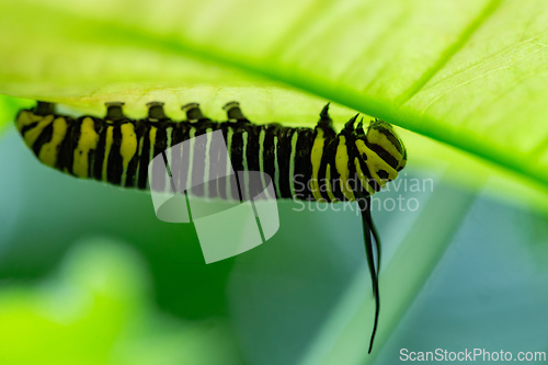 Image of Close-up of a Monarch butterfly caterpillar (Danaus plexippus). La Fortuna Alajuela - Arenal, Costa Rica wildlife.