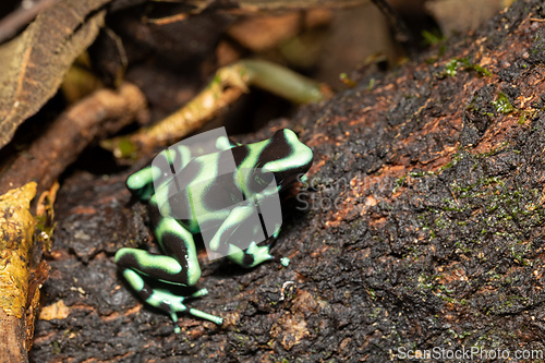 Image of Green-and-black poison dart frog (Dendrobates auratus), Arenal, Costa Rica