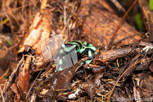 Image of Green-and-black poison dart frog (Dendrobates auratus), Arenal, Costa Rica