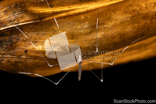 Image of Epiphragma, Insect genus of crane fly in the family Limoniidae. Refugio de Vida Silvestre Cano Negro, Costa Rica Wildlife