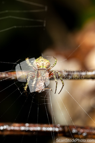 Image of Orb Weaver spider Genus Eriophora Refugio de Vida Silvestre Cano Negro, Costa Rica Wildlife.