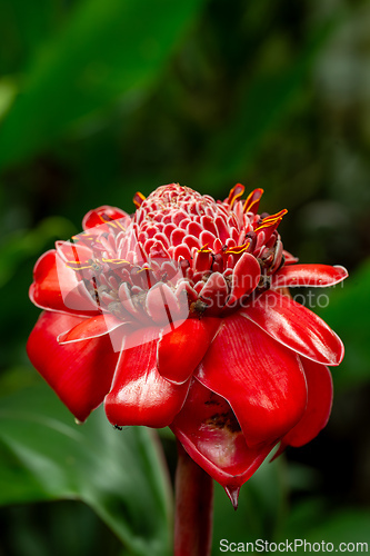 Image of Etlingera elatior, flower known as torch ginger, torchflower, or wild ginger. La Fortuna, Volcano Arenal, Costa Rica.
