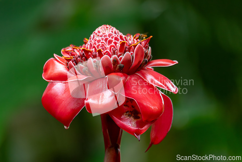 Image of Etlingera elatior, flower known as torch ginger, torchflower, or wild ginger. La Fortuna, Volcano Arenal, Costa Rica.