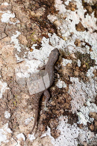 Image of Hemidactylus, genus of the common nocturnal gecko. Refugio de Vida Silvestre Cano Negro, Costa Rica Wildlife