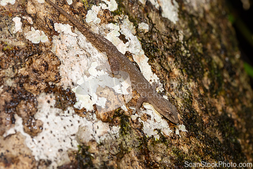 Image of Hemidactylus, genus of the common nocturnal gecko. Refugio de Vida Silvestre Cano Negro, Costa Rica Wildlife