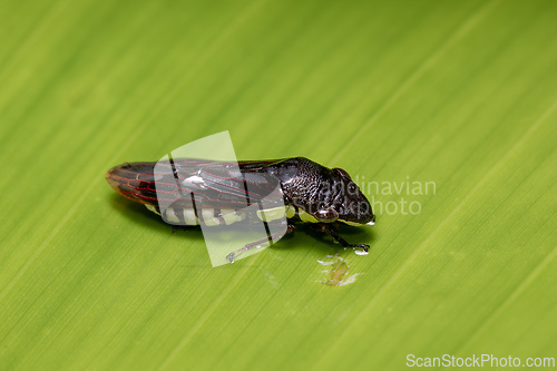 Image of Homalodisca ichthyocephala, Insect genus of sharpshooters. Refugio de Vida Silvestre Cano Negro, Costa Rica Wildlife