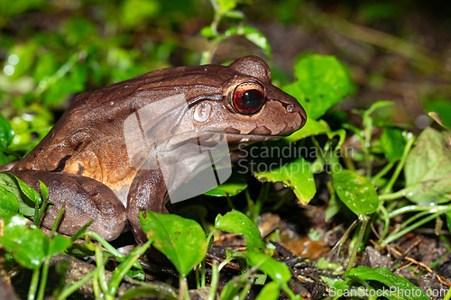 Image of Savages thin-toed frog - Leptodactylus savagei, Refugio de Vida Silvestre Cano Negro, Costa Rica Wildlife
