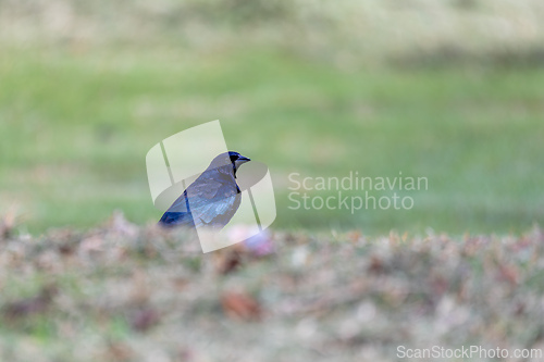 Image of Shiny cowbird (Molothrus bonariensis). Ecoparque Sabana, Cundinamarca department. Wildlife and birdwatching in Colombia.